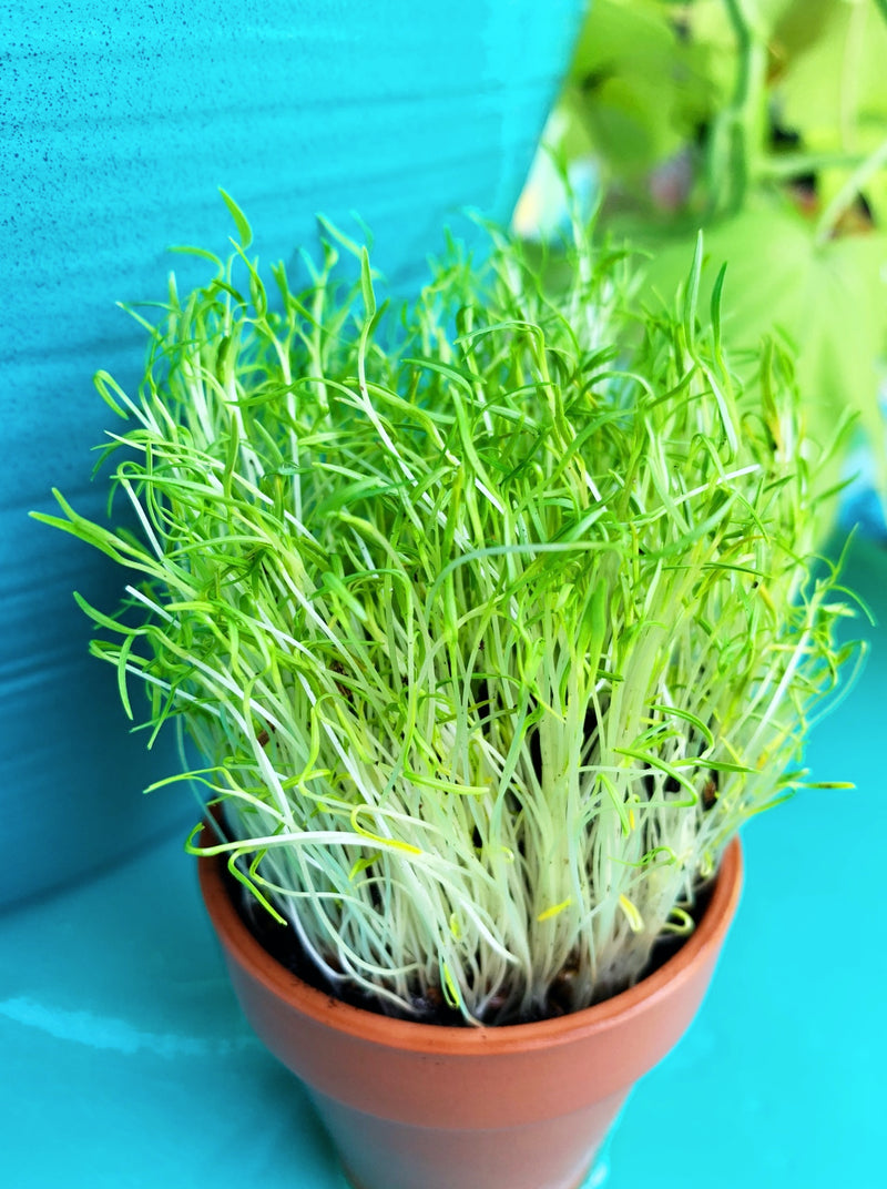 Sprouts/Microgreens - Carrots (Micro) - SeedsNow.com