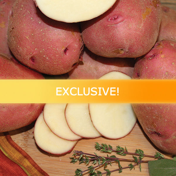 Potato (Mid-Season) - Chieftain (Organic/Heirloom) - SeedsNow.com