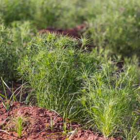 Fresh cumin seeds from SeedsNow, showcasing the classic cumin plant seeds with green leaves and seed clusters.