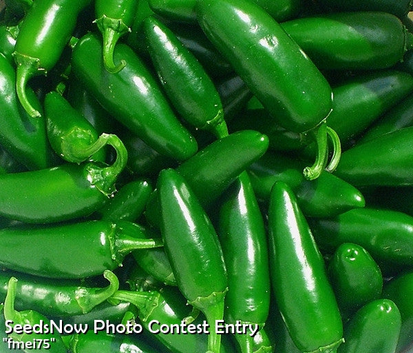 Pepper (Hot) - Jalapeño, Green 🔥🔥 - SeedsNow.com