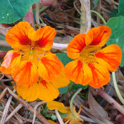 Nasturtium - Glorious Gleam - SeedsNow.com