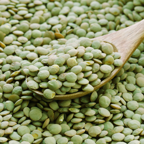 Green lentil seeds for sprouts and microgreens from SeedsNow, showing fresh, vibrant green lentil seeds ready for sprouting.