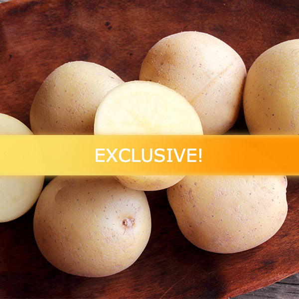 Potato (Early-Season) - Malou (Organic/Heirloom) - SeedsNow.com