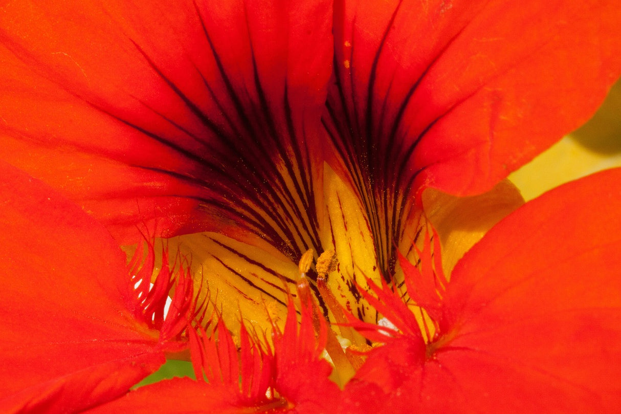 Nasturtium - Alaska Mix - SeedsNow.com