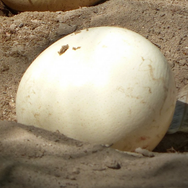 Gourd - Nest Egg - SeedsNow.com