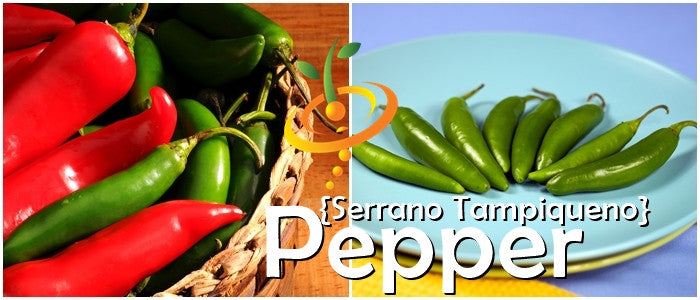 Pepper - Serrano Tampiqueno.