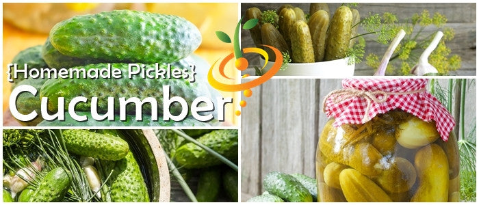 Cucumber - Homemade Pickles.