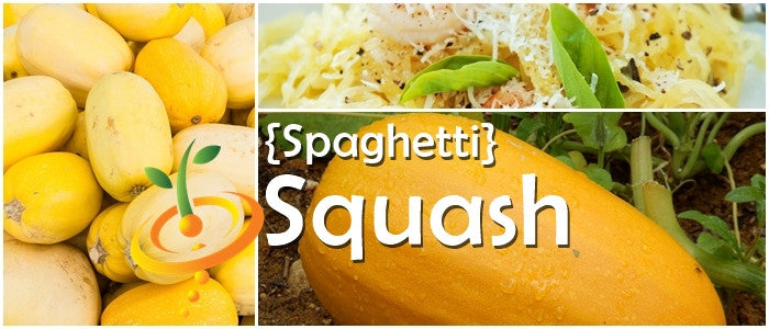 Squash (Winter) - Spaghetti.