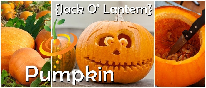 Pumpkin - Jack O' Lantern.