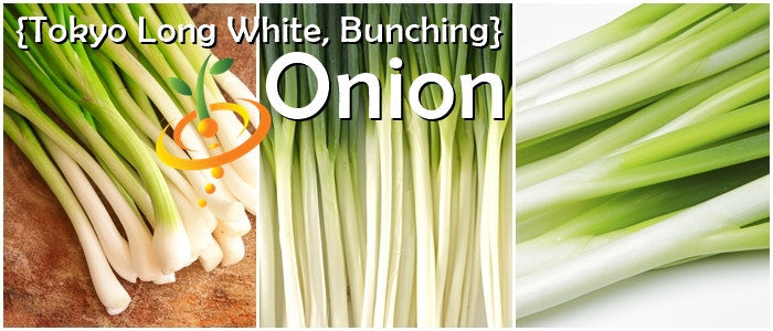 Onion - Tokyo Long White (Bunching).
