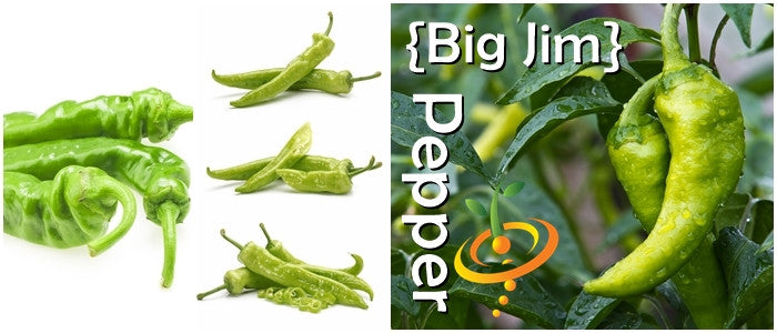 Pepper - Big Jim.