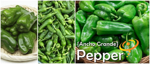 Pepper - Ancho Grande.