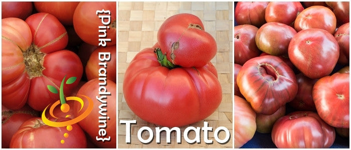 Tomato - Brandywine, Pink [INDETERMINATE].