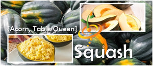 Squash (Winter) - Acorn Table Queen.