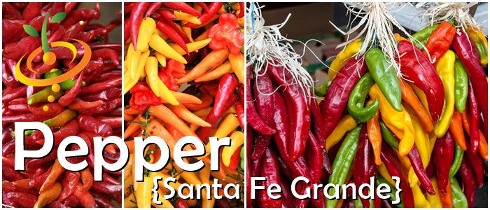 Pepper - Santa Fe Grande.