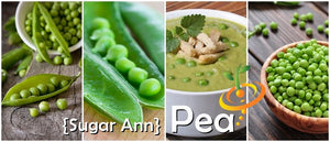 Pea - Sugar Ann.