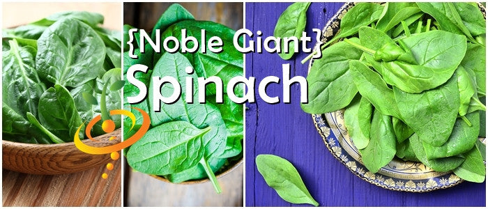 Spinach - Noble Giant.