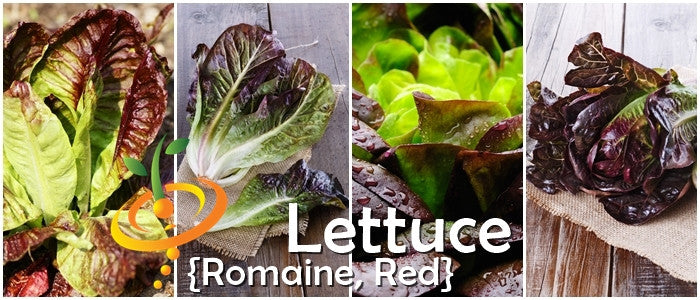 Lettuce - Romaine, Red.