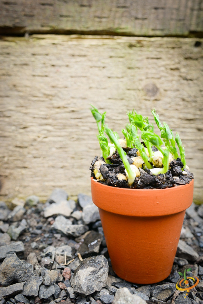 Sprouts/Microgreens - Green Pea.