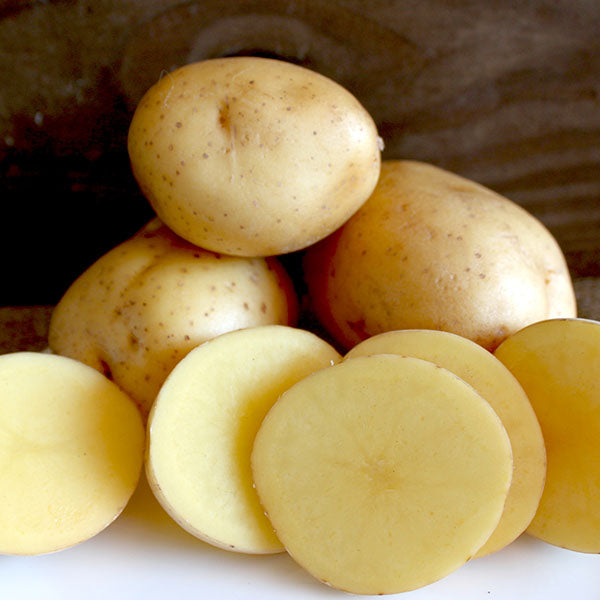 Potato (Late-Season) - Jelly - SeedsNow.com
