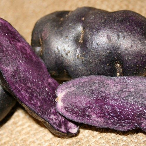 Potato, Fingerling (Late-Season) - Peruvian Purple Magic - SeedsNow.com