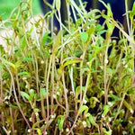 Sprouts/Microgreens - Quinoa - SeedsNow.com