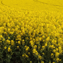 Cover Crop - Rapeseed - SeedsNow.com