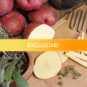 Organic Red La Soda potato seed from SeedsNow-Potatoes, showcasing a vibrant red heirloom potato with smooth skin.