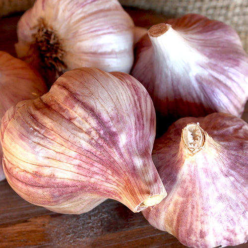 Garlic - (Hard Neck) Russian Red (Organic) *PRE-ORDER* - SeedsNow.com