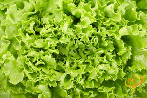 Lettuce - Black Seeded Simpson - SeedsNow.com