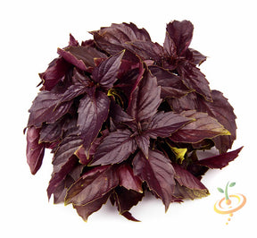 Red Velvet Basil seeds from SeedsNow, showing vibrant red velvet basil leaves and seed packets for gardening.
