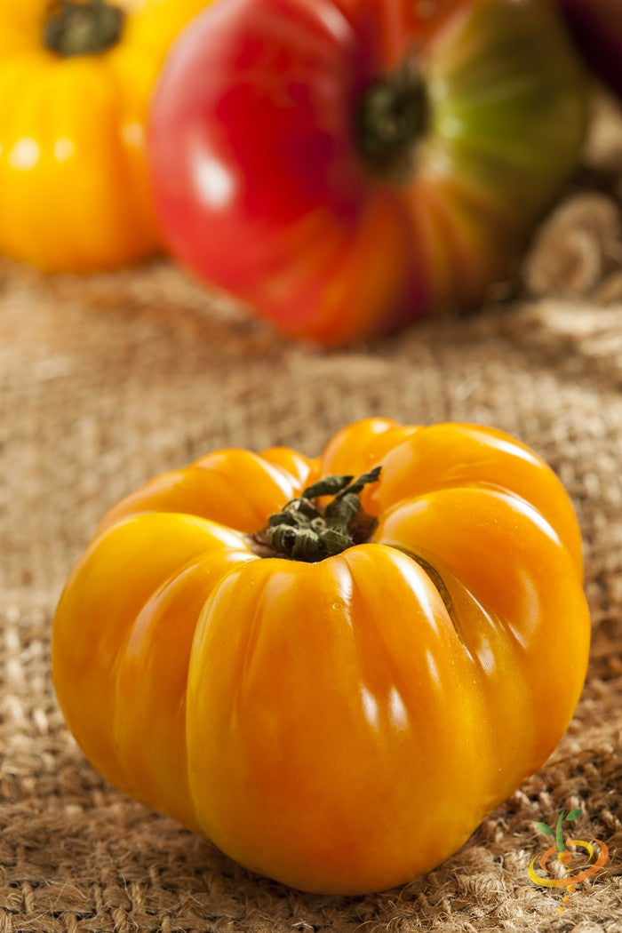 Tomato - Brandywine, Yellow (Indeterminate) - SeedsNow.com