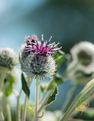 Cardoon.