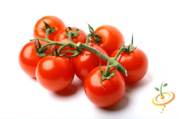 Tomato - Gardener's Delight/Sugar Lump (Indeterminate) - SeedsNow.com