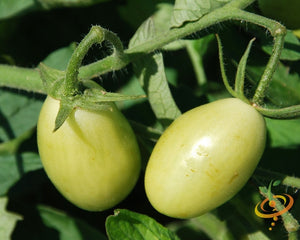 Green Grape Tomato Seeds  (100% Heirloom/Non-Hybrid/Non-GMO)