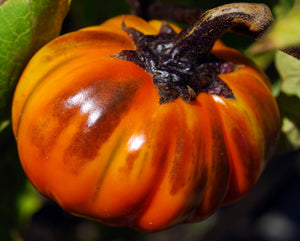 Eggplant - Turkish, Orange - SeedsNow.com