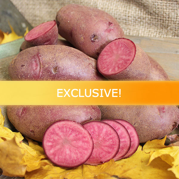 Potato (Mid-Season) Fingerling - Vermillion - SeedsNow.com