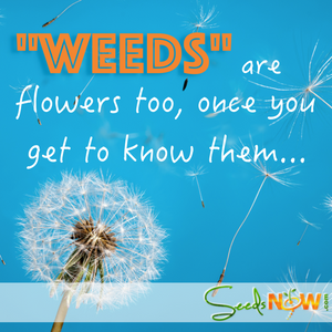 Flowers - Dandelion - SeedsNow.com